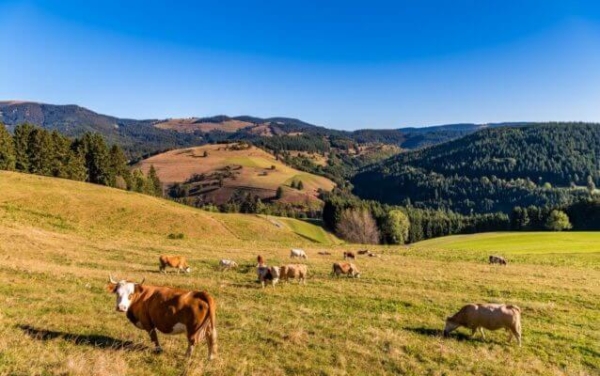 Fleischpaket -groß- Vorderwälder
