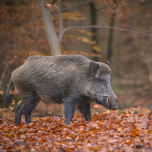 Wildschwein