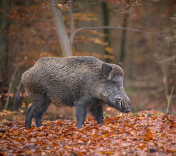 Wildschwein