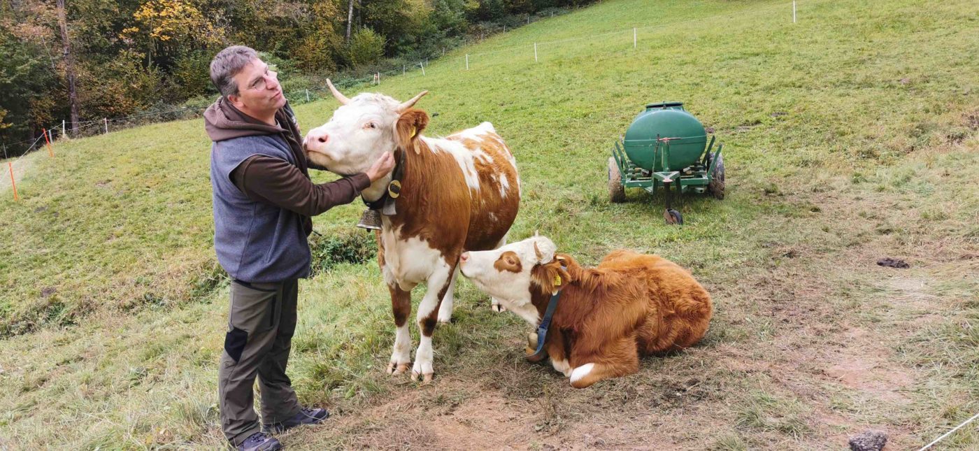 Landwirt Ewald Klingele mit Hinterwaelder Rindern Suedschwarzwald